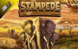 Stampede slot logo